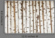 Birch Wood Texture