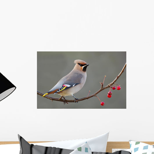 Bohemian Waxwing Perched Twig
