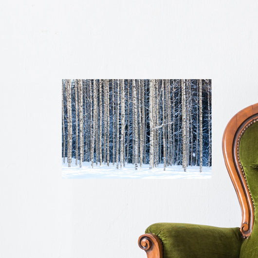 Snowy birches Wall Mural