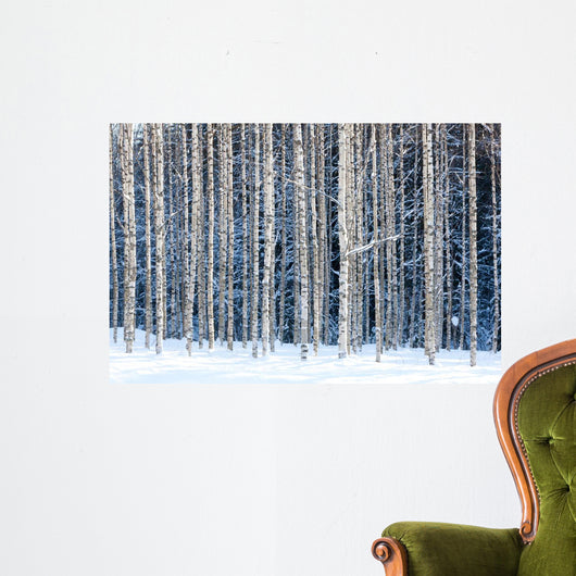 Snowy birches Wall Mural