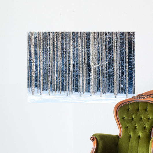 Snowy birches Wall Mural