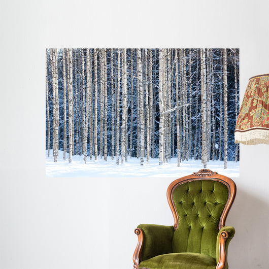 Snowy birches Wall Mural