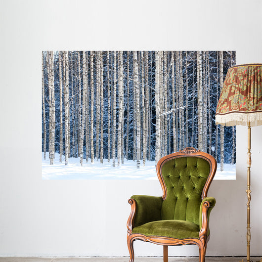 Snowy birches Wall Mural