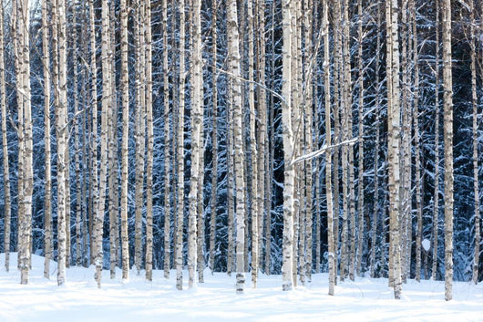 Snowy birches Wall Mural
