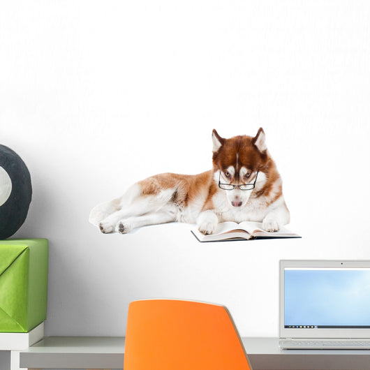 brown siberian husky in specs reading a book Wall Decal