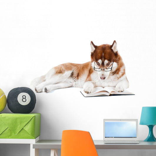 brown siberian husky in specs reading a book Wall Decal