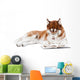 brown siberian husky in specs reading a book Wall Decal