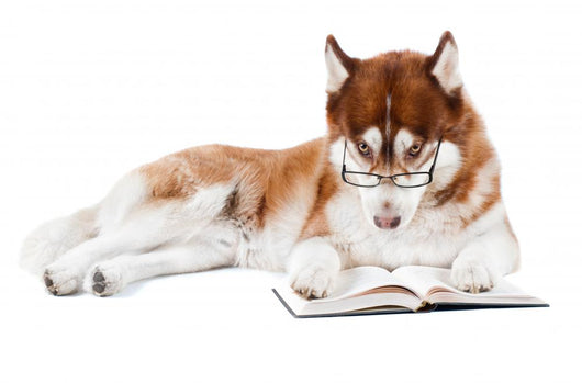 brown siberian husky in specs reading a book Wall Decal