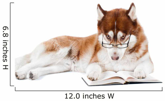 brown siberian husky in specs reading a book Wall Decal