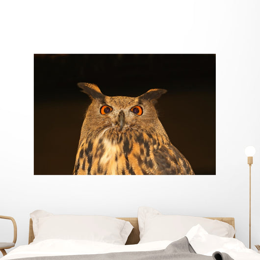 Eagle Owl Wall Mural