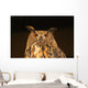 Eagle Owl Wall Mural