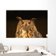 Eagle Owl Wall Mural