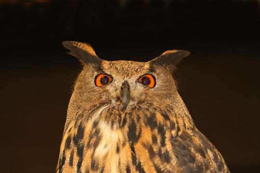 Eagle Owl Wall Mural