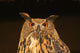 Eagle Owl Wall Mural