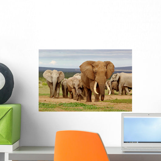 Elephant Herd