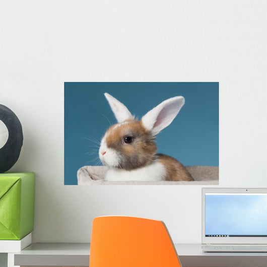 Young White-eared Mini-lop Rabbit Wall Mural