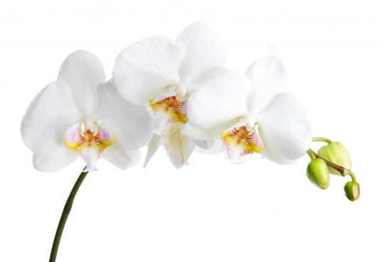 Beautiful Orchid White Wall Decal