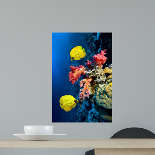 Underwater Image Coral Reef