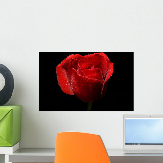Wet Rose