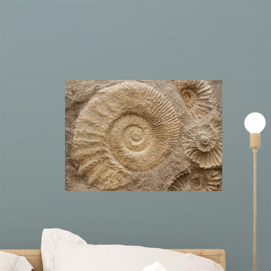 Fossils