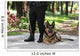 Loyal Police Dog Wall Mural