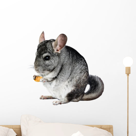 Grey chinchilla. isolated. Wall Decal