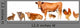 Livestock
