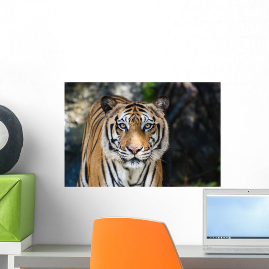 Big Bengal Tiger