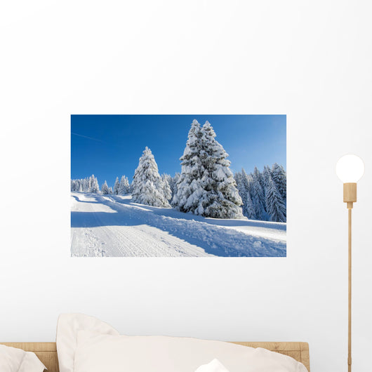 Snowy Fir Trees