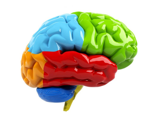 Colorful Brain Wall Decal