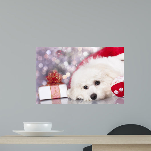 Bichon Frise Puppy Dog
