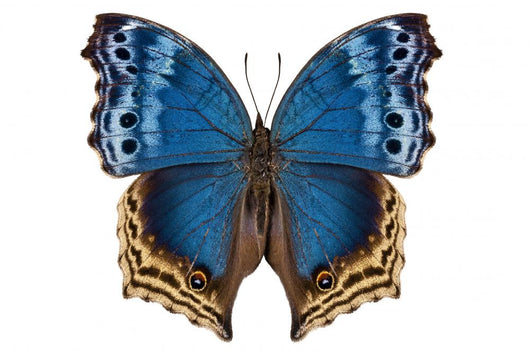 Butterfly Species Salamis Temora Wall Decal
