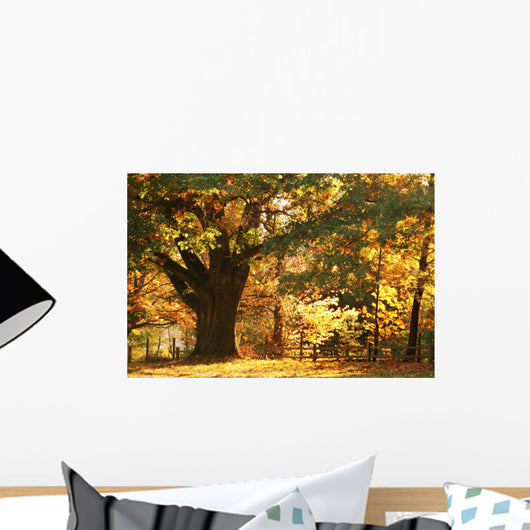 Majestic Old Tree Wall Mural