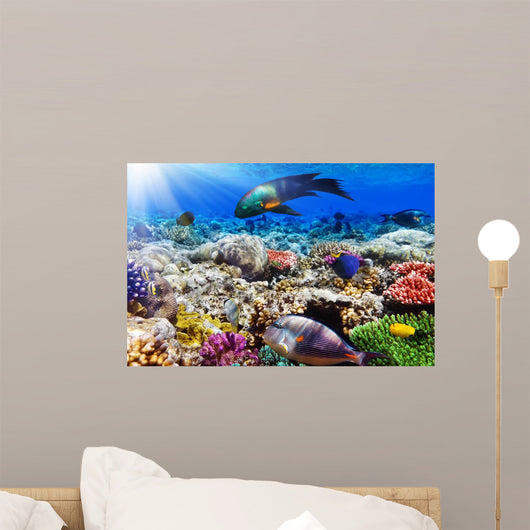 Coral and Fish Red