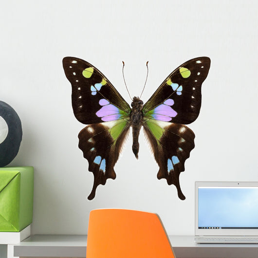 Butterfly Species Graphium Weiskei