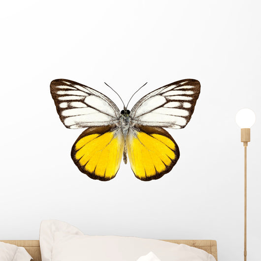 Butterfly Species Cepora Aspasia