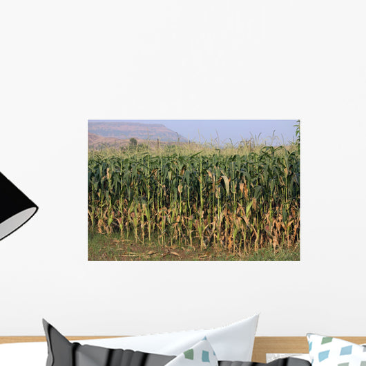 Corn Field Wall Mural