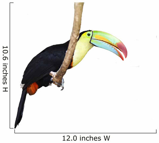 Toucan isolated on white Wall Decal