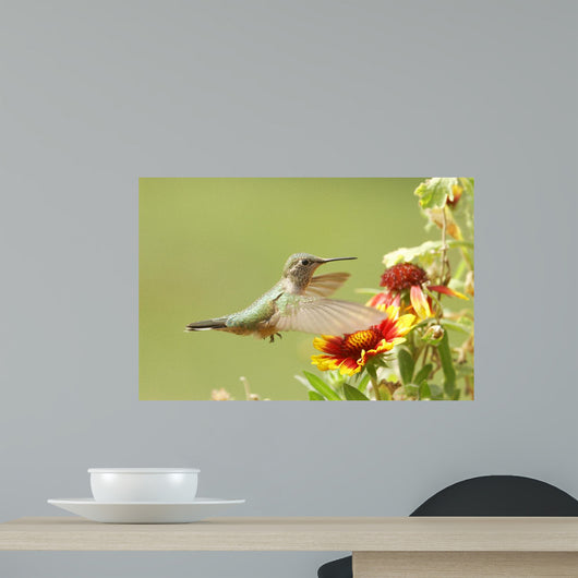 Broad-tailed Hummingbird Female Selasphorus