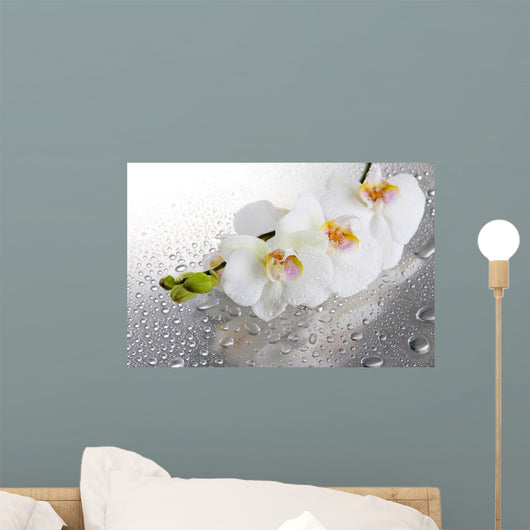 White Beautiful Orchids with