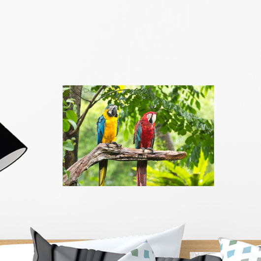 Colorful Macaws Bird