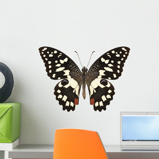 Butterfly Species Papilio Demoleus