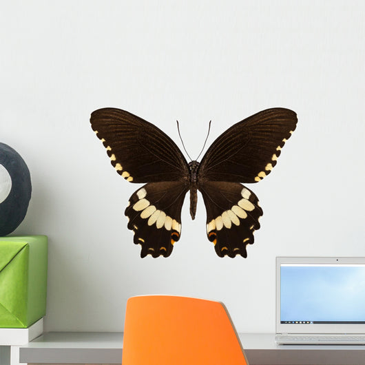 Brown Papilio Butterfly