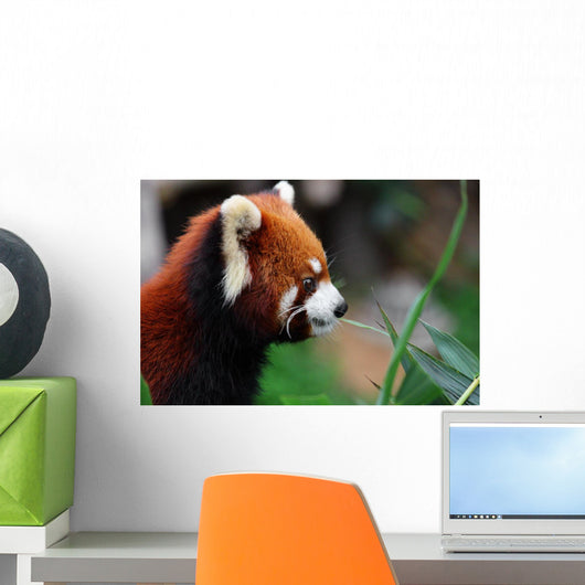 Red Panda