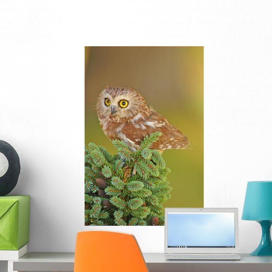 Northern Saw-whet Owl Aegolius Wall Mural