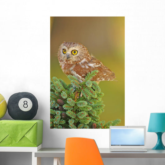 Northern Saw-whet Owl Aegolius Wall Mural