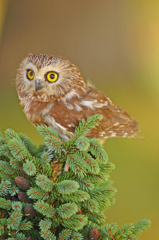 Northern Saw-whet Owl Aegolius Wall Mural
