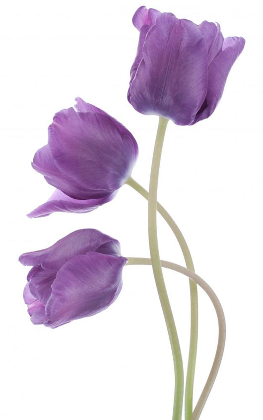 Tulip Wall Decal