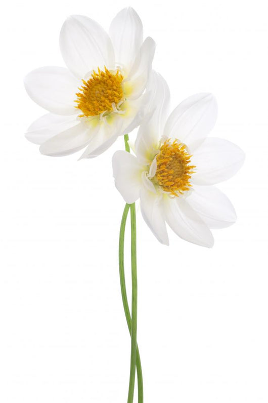 Dahlia Wall Decal