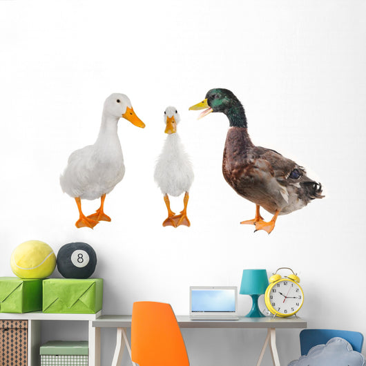 Three Duck Wall Mural